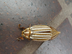 Polyphylla decemlineata