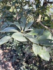 Rhododendron simiarum