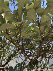 Rhododendron simiarum