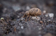 Myosides seriehispidus