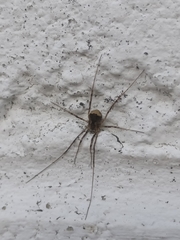 Leiobunum ventricosum