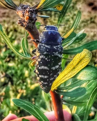 Lampetis dilaticollis