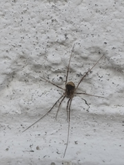 Leiobunum ventricosum