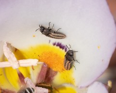 Acmaeodera quadrivittata