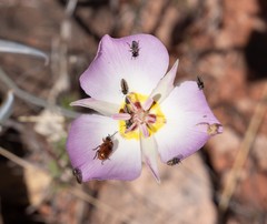 Acmaeodera quadrivittata