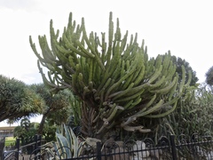 Myrtillocactus