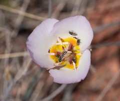 Acmaeodera quadrivittata