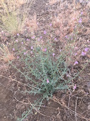Penstemon triphyllus