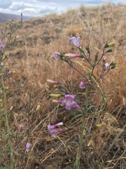 Penstemon triphyllus