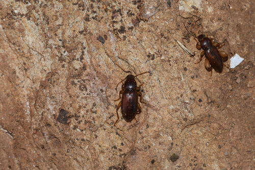 Genus Melaps · iNaturalist