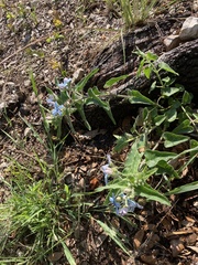 Oxypetalum coeruleum