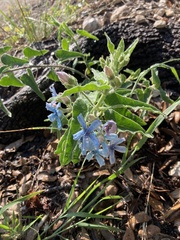 Oxypetalum coeruleum