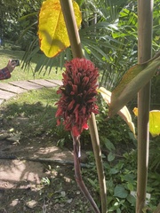 Etlingera elatior