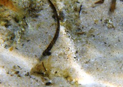 Pugnaso curtirostris