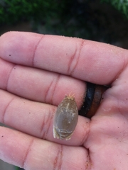 Emerita brasiliensis