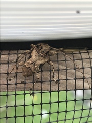 Lagocheirus obsoletus