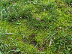Leptodontium