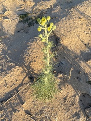 Hymenopappus flavescens