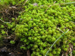 Leptodontium
