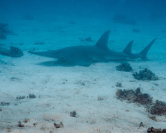 Rhynchobatus australiae