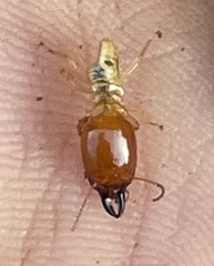 Macrotermitinae