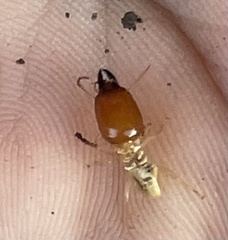 Macrotermitinae