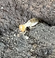 Macrotermitinae