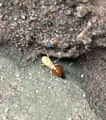 Macrotermitinae