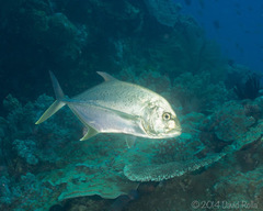 Caranx papuensis