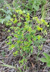 Euphorbia jenisseiensis