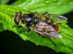 Sericomyia lata