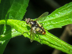 Sericomyia lata