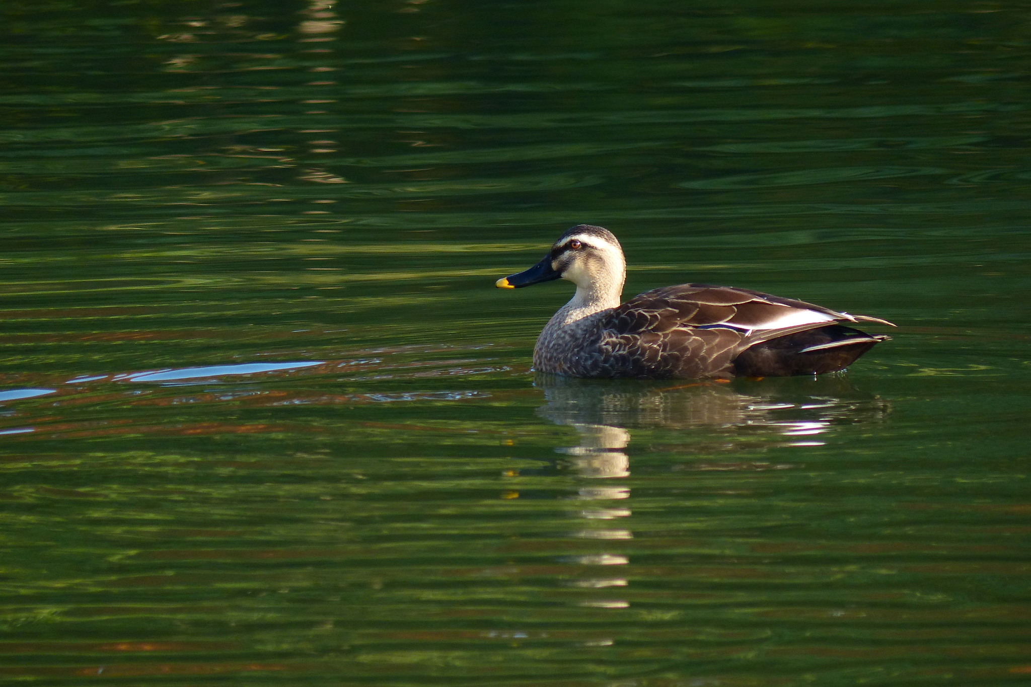 Eastern Spot-billed Duck