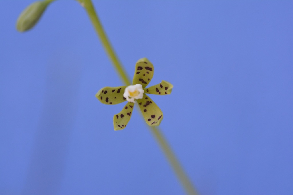 Prosthechea panthera; photograph (c) Neptalí Ramírez Marcial, some rights reserved (CC BY)