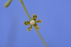 Prosthechea panthera