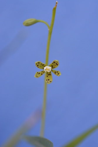 Prosthechea panthera, photograph 1