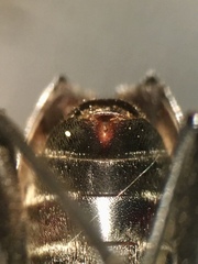 Trigonarthris proxima