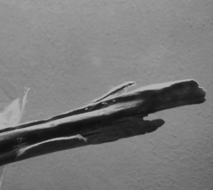 Crossocheilus oblongus