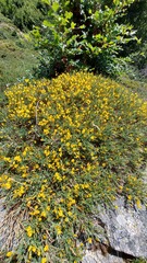 Genista salzmannii