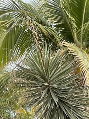 Yucca capensis