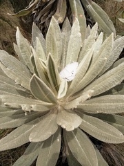 Espeletia pycnophylla