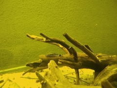 Otocinclus