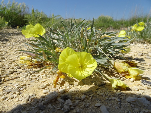 Oenothera macrocarpa ssp. fremontii