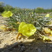 Oenothera macrocarpa fremontii - Photo (c) Thomas Koffel, some rights reserved (CC BY-NC), uploaded by Thomas Koffel