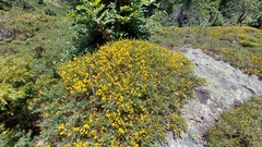 Genista salzmannii