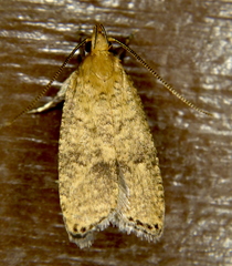 Psilocorsis quercicella