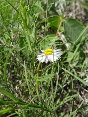 Erigeron tracyi