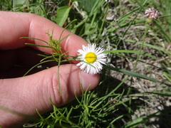 Erigeron tracyi