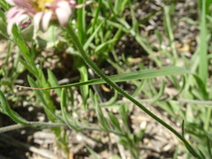 Erigeron tracyi