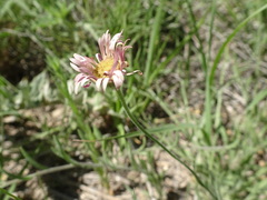 Erigeron tracyi